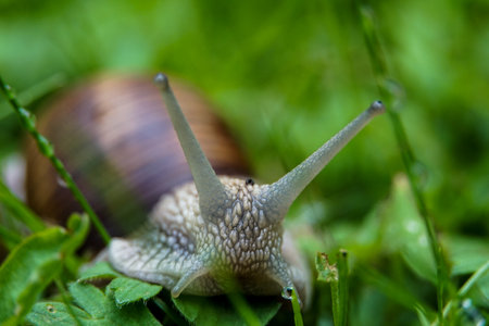 A selective focus shot of a grape snail