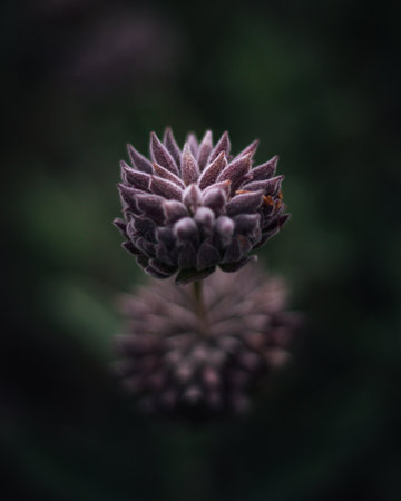 A vertical, macro shot of a purple flower with a dark and blurred backgroundの写真素材