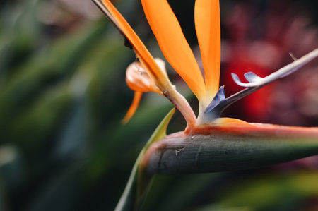 A closeup shot of a bird of paradise flowerの写真素材