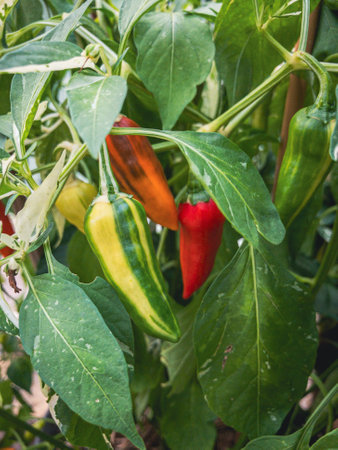 A closeup shot of peppers growing on the tree
