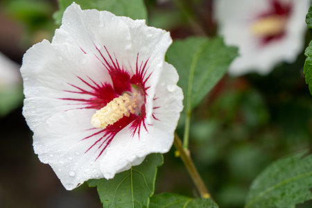 A Rose of Sharon flower blooming in the gardenの写真素材