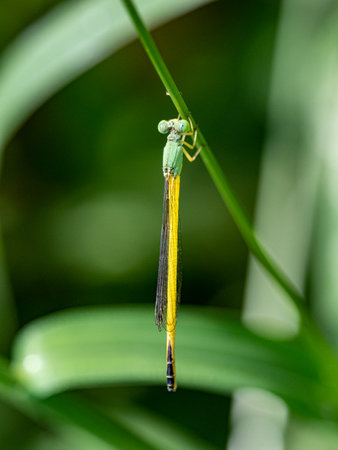 A vertical shot of a Ceriagrion melanurum damselfly perched on a green stem