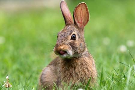 A selective focus shot of a rabbit in the greenery at daylightの写真素材