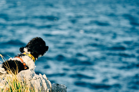 A cute little puppy sitting on a seaside on a sunny dayの写真素材