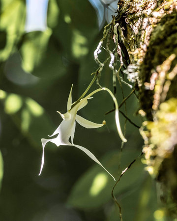 A vertical shot of a ghost orchid on a blurred backgroundの写真素材