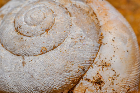 A closeup shot of a spiral white shell of a snail