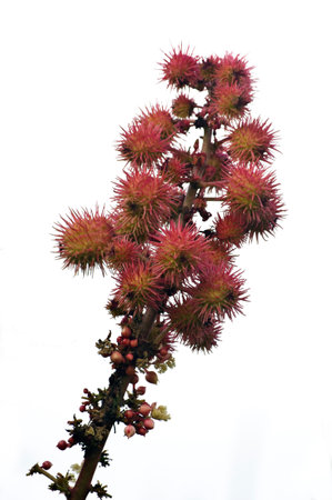 Vertical photograph with white background of the plant from which castor and castor oil are obtained.の写真素材
