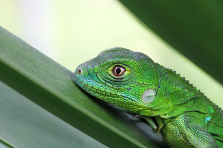 A closeup shot of a green lizard on the leaf on a blurred background