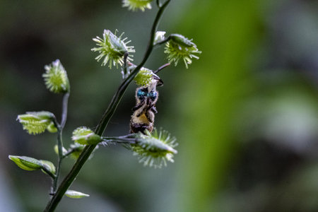 A scenic view of a bee perched on a flowering plant on a blurred background