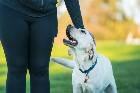 An adorable labrador dog on a field with its owner