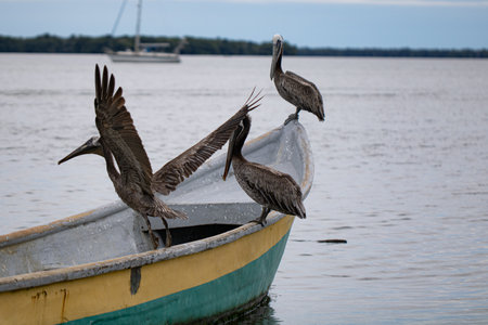 A flock of pelicans perched on an old rusty boat by the lakeの写真素材