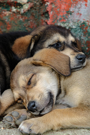 A vertical shot of two adorable street dogs resting