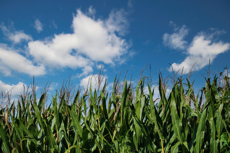 The cloudy blue sky over the field with green grass