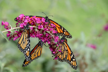 A macro shot of monarch butterflies on a pink flower
