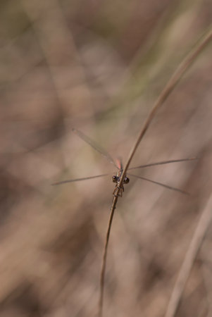 A closeup shot of an insect on a branch
