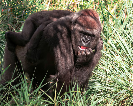 The black gorilla outdoors amid high green grass on a sunny day