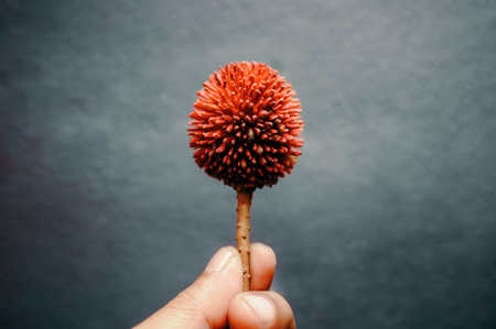 A closeup of red allium Mohican in a hand on the gray background