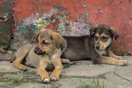 Two adorable street dogs resting on a street