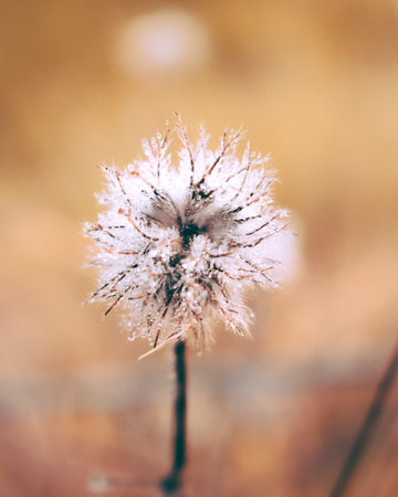 A macro shot of a white dandelion with a blurred backgroundの写真素材