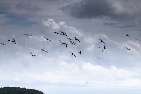 A scenic view of gulls flying in the cloudy sky