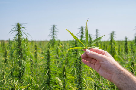 A male hand with a hemp leaf in the background of a hempの写真素材