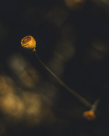 A selective focus shot of a blooming wildflower