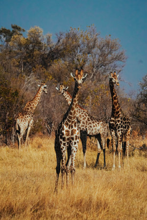 A vertical shot of beautiful giraffes in their habitat on safari in the Okavanga, Delta, Botswanaの写真素材