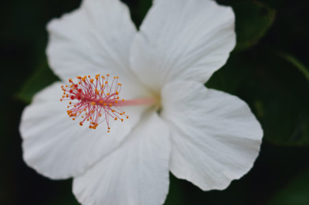A closeup shot of a blooming white hibiscus flowerの写真素材