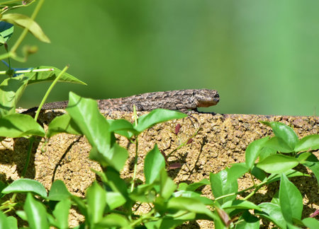 A desert lizard poses and looks at the camera while resting on a backyard wall.