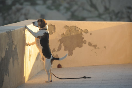 A dog in the garden in the daytime