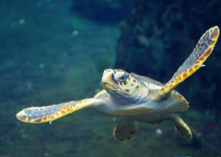 A closeup shot of a small sea turtle swimming in the deep of sea with a blurry background