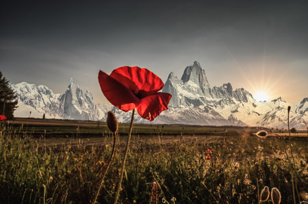 A red poppy flower in a field with snowy mountains in the background during sunsetの写真素材