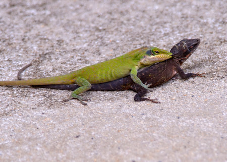 The two small fighting green and black lizardsの写真素材