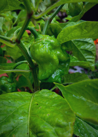 A closeup shot of a green pepper growing