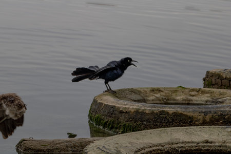 A black great-tailed grackle perched on a weathered tire by the lake