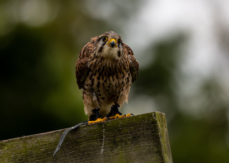 A closeup shot of a common kestrel bird on wood