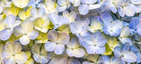 A widescreen background of delicate hydrangea flowers