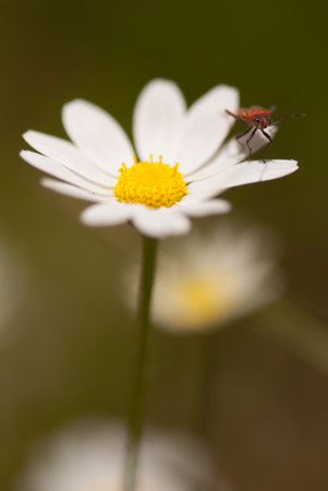 A vertical shot of a daisy flower with a fly on itの写真素材