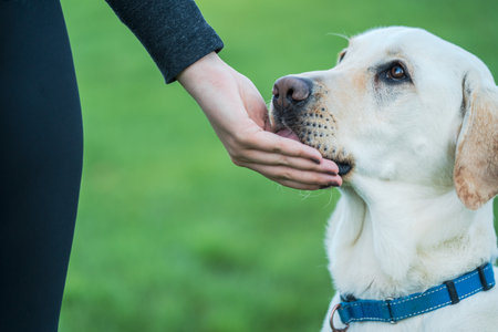 An adorable labrador dog being pet by its owner on a fieldの写真素材