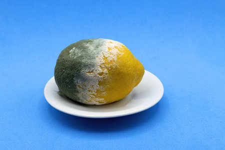 a penicillium digitatum lemon isolated on blue backgroundの写真素材