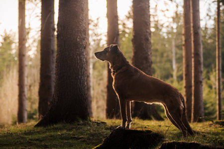 A domestic brown dog standing on the grassy hill in the woodsの写真素材