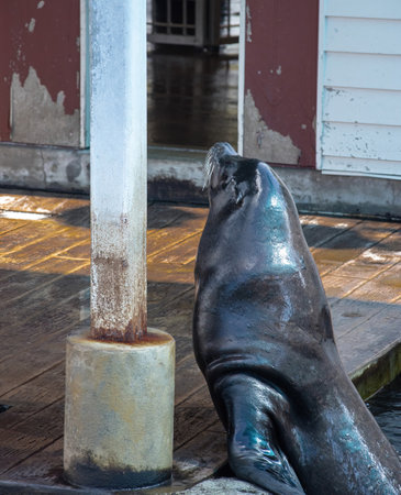 A black seal outdoors on the wooden surfaceの写真素材