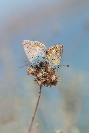 Two beautiful butterflies on flowerの写真素材