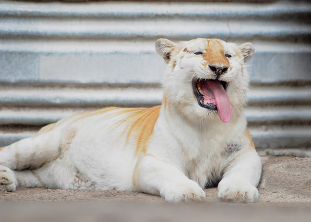 A close up shot of a one of tigers sitting on the ground at the animals park