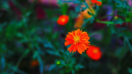A closeup shot of orange cosmos flowers