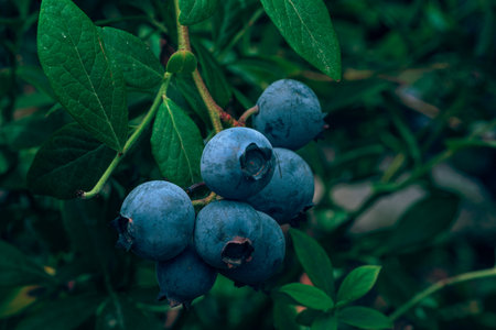 A close-up shot of ripe blueberries on the bushの写真素材