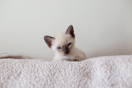 A cute little Siamese kitten with blue eyes on a soft bed blanket