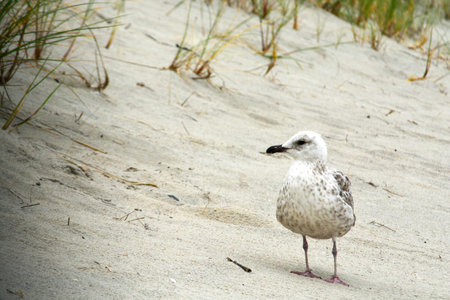 A closeup of a cute seagull standing on the sand at the beachの写真素材