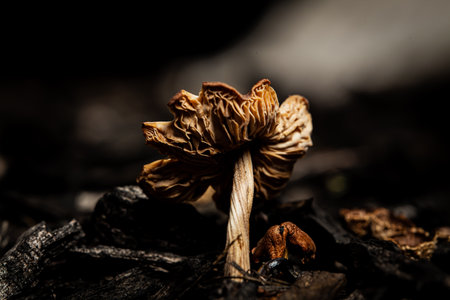 A closeup shot of a mushroom in a forest