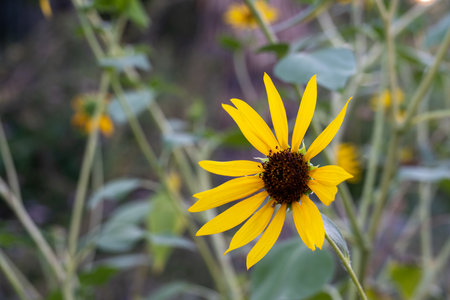 A closeup shot of yellow flowers